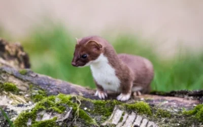 Image d'illustration