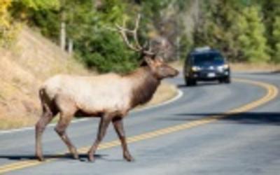 Cerf sur la route